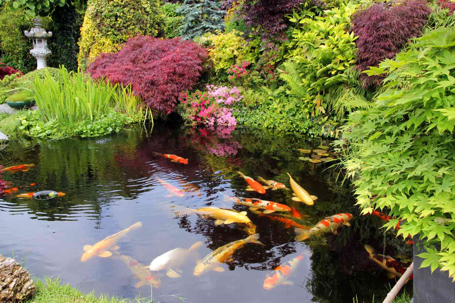 KoiPond-5fe8b3a605ef4743a55dba059cfb531b